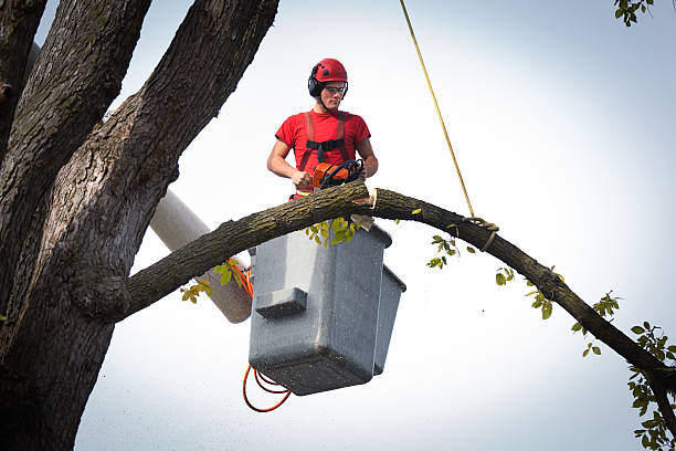 Best Storm Damage Tree Cleanup  in USA
