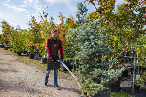 Best Tree Fertilization  in USA